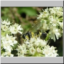 Tenthredo amoena - Blattwespe m06.jpg